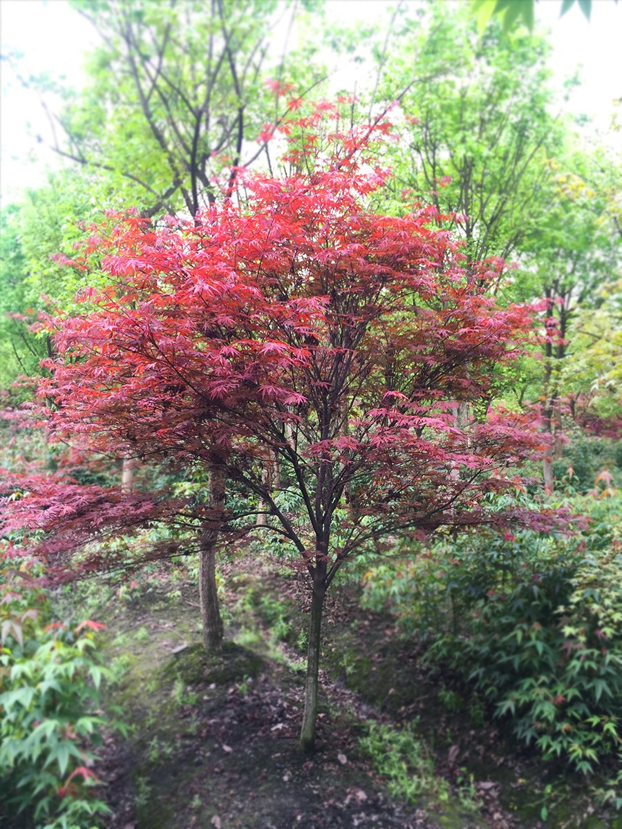 红枫