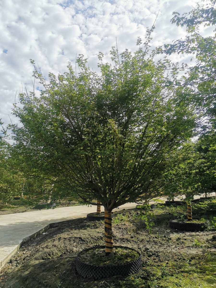 鸡爪槭10公分1300元  12公分2200元.jpg