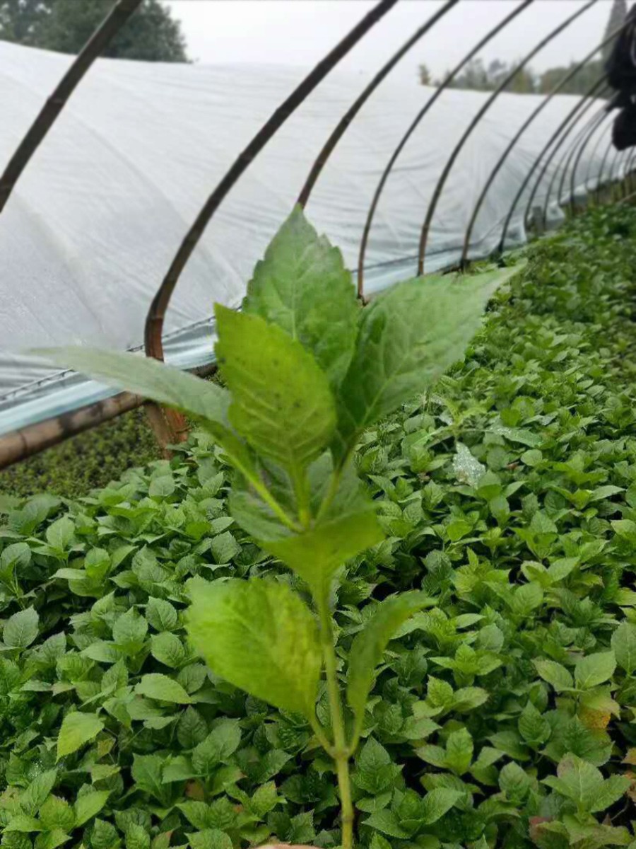 八仙花（绣球花）